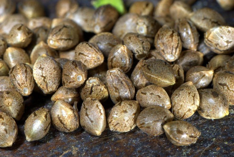 Better, more productive bulk seeds