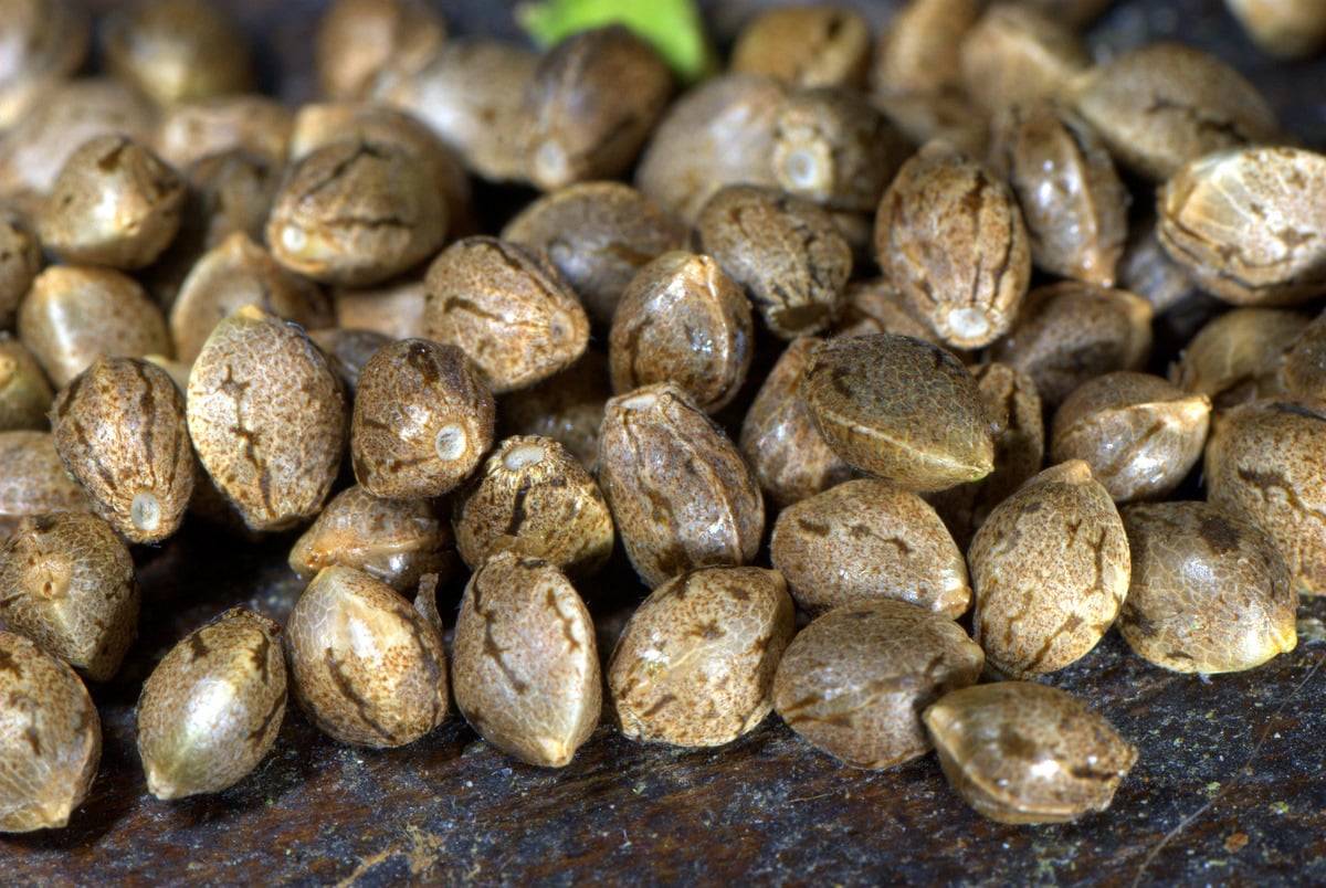 Die besten Bulk-Samen mit den höchsten Erträgen Beim Marihuana-Anbau sollte stets ein maximaler Ertrag angestrebt werden, doch viele lose verkaufte Samen liefern nicht den gewünschten Ertrag. Um optimale Ergebnisse zu erzielen, müssen Sie daher wissen, welche Bulk-Samen die besten, ertragreichsten und von erfahrenenannabisGrowern am besten bewerteten sind. Deshalb präsentieren wir Ihnen diesen Artikel. Erfahren Sie alles, was Sie über die ertragreichsten Bulk-Samen wissen müssen, damit Sie die gewünschten Ergebnisse mit Ihrem Marihuana erzielen. Was sind Bulk-Marihuana-Samen? Zunächst einmal sollten Sie wissen, was Bulk-Samen sind. Vereinfacht gesagt handelt es sich dabei umannabis , die ohne individuelle oder spezielle Verpackung von einer anerkannten Marke verkauft werden. Sie sind in der Regel in größeren Mengen zu einem niedrigeren Stückpreis erhältlich. Der Vorteil dieser Saatgutart ist, dass sie kostengünstig ist, ohne dass dabei in den meisten Fällen Abstriche bei der Qualität gemacht werden müssen. Ihre Ergiebigkeit wird oft in Frage gestellt, deshalb haben wir eine sorgfältig analysierte Liste der fünf besten Samen zusammengestellt, damit Sie mit dieser Saatgutart gute Ergebnisse erzielen können. Die besten Marihuanasamen in großen Mengen Die Auswahl der besten Marihuanasamen in großen Mengen kann eine Herausforderung sein und ist ziemlich objektiv, da viele Faktoren eine Rolle spielen, wie Herkunft und Qualität, da die Samen nicht direkt mit Verpackung und Garantie von einer Samenbank kommen. Das heißt aber nicht, dass sie nicht optimale Leistung bringen, wenn Sie wissen, wie Sie auswählen. Black Domina Die wichtigste Option für hochproduktive Samen in großen Mengen ist Black Domina, die aus einer genetischen Fusion von vier klassischen Indica-Sorten hervorgegangen ist: Northern Lights, Ortega, Hash Plant und Afghani SA. Sie wird aufgrund ihrer Produktionsvorteile häufig in großen Mengen verkauft. Im Innenbereich angebaut, bleiben die Pflanzen mittelgroß und sind daher leicht zu züchten. Sie blüht schnell, nämlich nach 7 bis 8 Wochen, was eine schnelle Ernte der Blüten ermöglicht. Keine Sorge, wie der Name schon sagt, nehmen ihre Blüten eine fast schwarze Farbe an; das bedeutet nicht, dass die Pflanze beschädigt ist. Gelato Feminisiert Als zweite Option beim Kauf von Massensamen haben wir diesen direkten Nachkommen von Sunset Sherbet und Thin Mint Girl Scout Cookies, nämlich Gelato. Feminisierte Samen dieser Art sind sehr gut, da Sie schnell ernten können, da Sie ausschließlich weibliche Pflanzen sicherstellen und im Innenbereich bereits 9 Wochen nach der Aussaat ernten können. Og Kush Feminisiert In Kalifornien wächst die Sorte Og Kush, eine Kombination aus Lemon Thai, Pakistani und Chemdawg in starker Genetik und mit potenten THC-Werten von bis zu 25 %. Sie ist ideal, wenn Sie beim Konsum intensive Euphorie suchen. Die Massensamen dieser Sorte sind in der Regel feminisiert, um Ihnen als Züchter die Sicherheit zu bieten, dass Sie in nur 9 Wochen Ergebnisse erzielen. Außerdem kann eine Pflanze bis zu 500 Gramm Ertrag bringen, sodass Sie ihr Aroma von Kiefer, Erde und Zitrusfrüchten innerhalb kurzer Zeit erreichen und das von Ihnen angebaute Marihuana konsumieren können. Gorilla Glue Feminisiert Das Harz dieser Sorte ist ihr bemerkenswertestes Merkmal; Ihr Massensamen ist für seinen hohen Ertrag bekannt. Gorilla Glue entstand aus der Kreuzung von Chem&#39;s Sister, Sour Dubb und Chocolate Diesel in einem Labor in Nevada. Sie besticht durch ihre starke Kraft und entspannende Wirkung mit 25 % THC und einem Ertrag von bis zu 600 g pro Pflanze. Die Blüte erfolgt schnell in nur 9 Wochen und bringt Buds hervor, die, wie wir gesehen haben, reich an Harz sind. Sie sollten bedenken, dass es sich in diesem Fall um einen feminisierten Samen handelt, der am ertragreichsten ist, da er in kurzer Zeit Ergebnisse liefert. Critical Und um das Beste abzuschließen, konnten wir den Samen Critical nicht auslassen. Er stammt von Mr. Nice Seeds, einer Kreuzung aus Big Bud und Skunk, um Platz für eine der ertragreichsten Sorten auf dem Markt zu schaffen, die in sehr kurzer Zeit produziert. Nach 8 Wochen können Sie die erste Ernte mit einem Ertrag von bis zu 600 g einfahren. Sie hat einen fruchtig-süßen Geschmack, aber ihre starke Wirkung ist zweifellos die begehrteste. Mit 20 % THC sorgt sie für einen entspannenden Trip bei minimalem Konsum. Dies sind die 5 besten Samen in Großpackungen mit den höchsten Erträgen. Doch wie kann man bei einem so großen Markt sicherstellen, dass man originale Samen in Großpackungen kauft? Welche Vorsichtsmaßnahmen sollte man beim Kauf von Samen in Großpackungen beachten? Da viele dieser Samen nicht mit dem Garantiesiegel einer Handelsmarke versehen sind, sollten Sie verschiedene Aspekte analysieren, um hochwertige Samen mit ertragreichen Ergebnissen zu erhalten. Achten Sie stets auf die Zuverlässigkeit des Lieferanten. Denken Sie daran: Kaufen Sie immer bei Growshops oder Händlern mit gutem Ruf und langjähriger Branchenerfahrung. Kaufen Sie nicht einfach irgendjemandem Samen, der Ihnen Samen verkaufen möchte; lesen Sie Bewertungen und Empfehlungen anderer Käufer. Achten Sie auch auf den angebotenen Preis. Seien Sie vorsichtig bei zu niedrigen Preisen, da diese auf minderwertige oder gefälschte Samen hinweisen können. Samen in Großpackungen sind zwar günstiger, aber nicht extrem billig. Details und Informationen zu Samen in Großpackungen: Auch bei Großpackungen sollte ein guter Lieferant Ihnen grundlegende Informationen zur Genetik des Samens geben können, auch wenn diese nicht auf der Tüte oder Verpackung angegeben sind. Sie sollten dir sagen, ob es sich um feminisiertes, selbstblühendes oder photoperiodisches Saatgut handelt, ob es Indica- oder Sativa-dominant ist, und sogar Details wie die geschätzte Blütezeit und den Ertrag enthalten. Lagerung der Samen: Achte beim Kauf auf die richtige Lagerung; nur so kannst du erkennen, ob die Samen echt und von guter Qualität sind. Denk daran, dass sie frisch, trocken und in dunklem Papier verpackt sein sollten, um eine hohe Keimrate zu gewährleisten. So kannst du die leistungsstärksten Samen auf dem Markt kaufen, die dir eine ertragreiche Ernte und hochwertiges Marihuana garantieren.