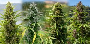 10 variedades Marihuanas más productivas para exterior
