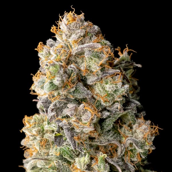 Acai-Mintz-1-u-fem-Advanced-Seeds.jpg