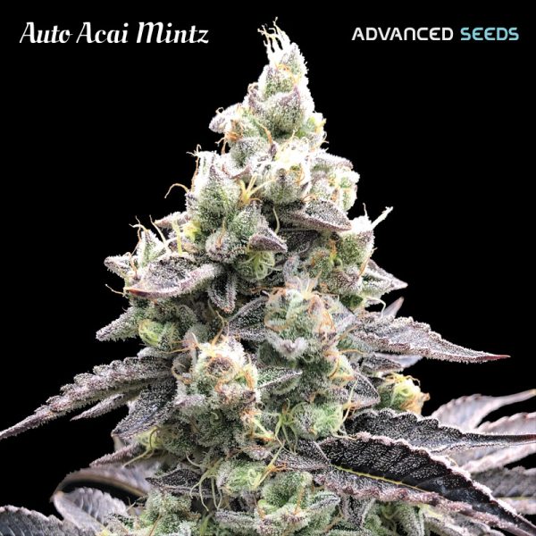 Auto-Acai-Mintz-1-u-fem-Advanced-Seeds.jpg