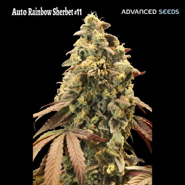 Auto-Rainbow-Sherbet-11-1-u-fem-Advanced-Seeds.jpg