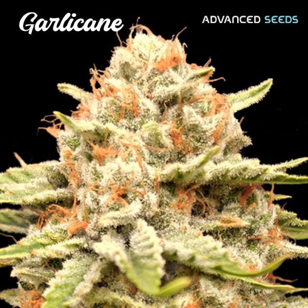 Garlicane-1-u-fem-Advanced-Seeds.jpg