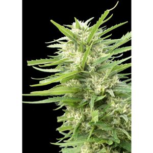Kritikal Bilbo x AK - 47 feminized Genehtik