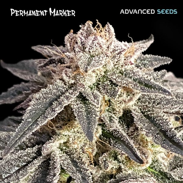 Permanent-Marker-1-u-fem-Advanced-Seeds.jpg
