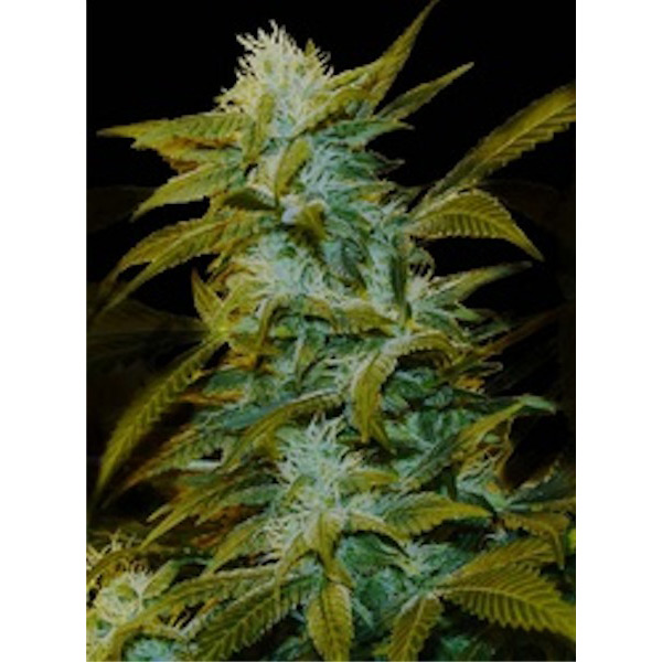 Super-Silver-Bilbo-1-u-fem-Genehtik-Seeds.jpg Super-Silver-Bilbo-1-u-fem-Genehtik-Seeds.jpg