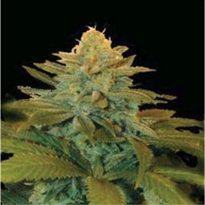 Txees Bilbo feminized Genehtik