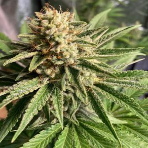 auto-magnum-feminized