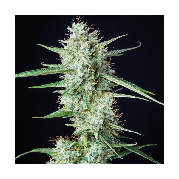 auto-syrup-buddha-seeds