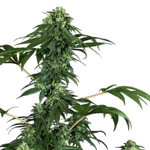 420 Punch fem. Sensi Seeds Research