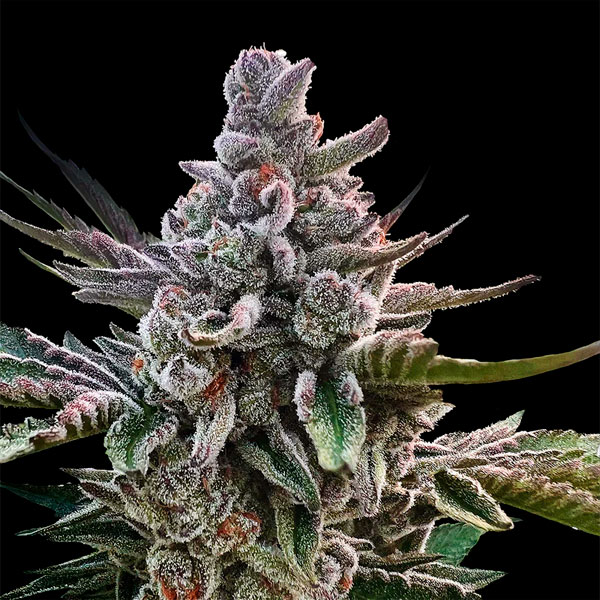 Acai-Jelly-by-Sherbinskis-3-ud-Silent-Seeds.jpg Acai-Jelly-by-Sherbinskis-3-ud-Silent-Seeds.jpg