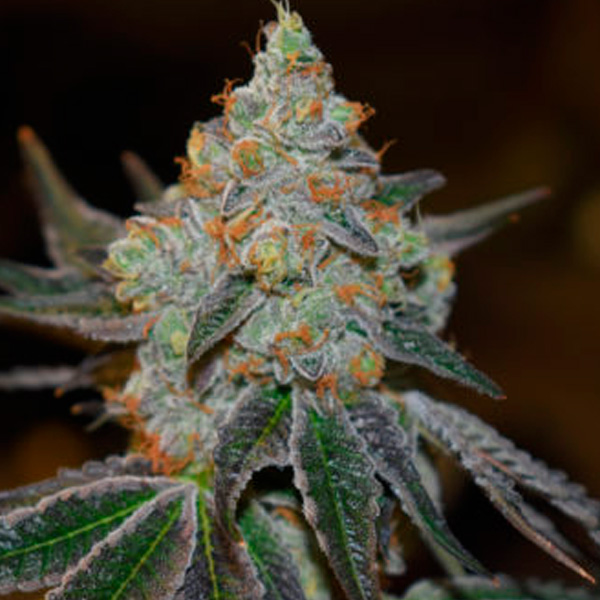 Afghan-Skunk-1-u-fem-Expert-Seeds.jpg Afghan-Skunk-1-u-fem-Expert-Seeds.jpg