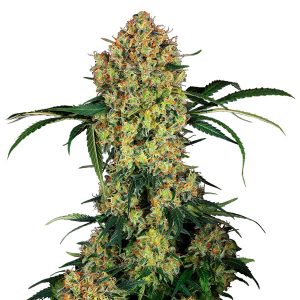 Aloha OG fem. Sensi Seeds Research