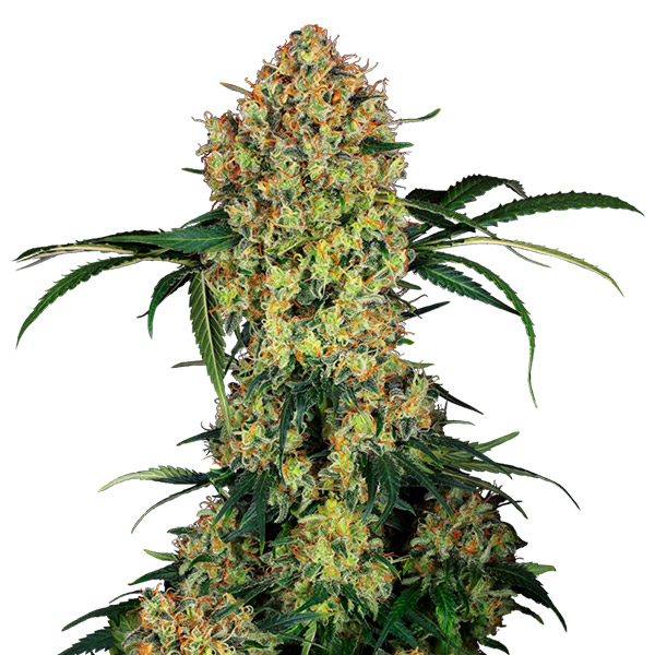 Aloha-OG-1-u-fem-Sensi-Seeds-Research.jpg Aloha-OG-1-u-fem-Sensi-Seeds-Research.jpg