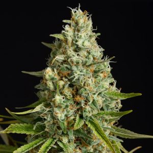 Amnesia Lemon fem. Silent Seeds