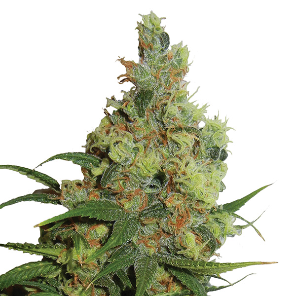 Auto-Amnesia-Haze-5-u-fem-Nirvana.jpg Auto-Amnesia-Haze-5-u-fem-Nirvana.jpg