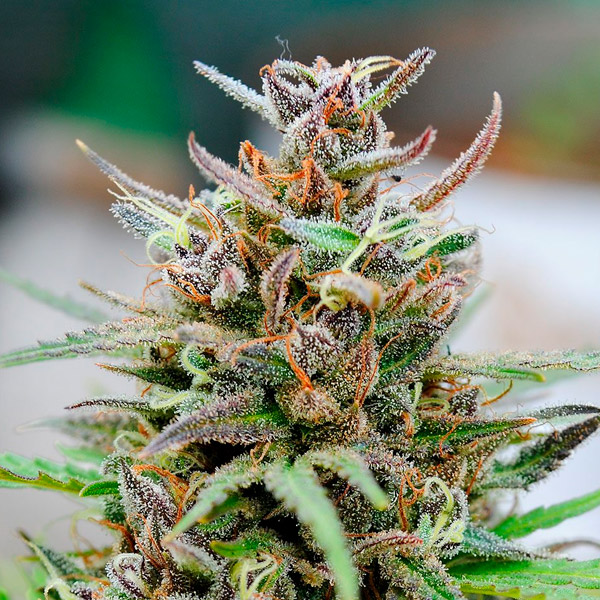 Auto-Baby-Boom-1-u-fem-Kannabia-Seeds.jpg Auto-Baby-Boom-1-u-fem-Kannabia-Seeds.jpg