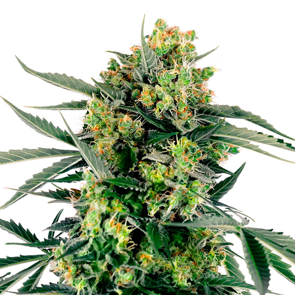 Auto-Blue-Berry-Skittlez-3-u-fem-Sensi-Seeds-Research.jpg Auto-Blue-Berry-Skittlez-3-u-fem-Sensi-Seeds-Research.jpg