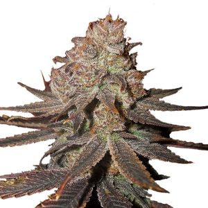 Auto Blueberry fem. Nirvana