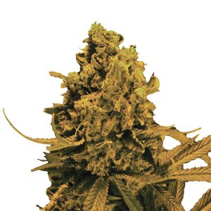 Auto Blueberry Kush fem. Nirvana