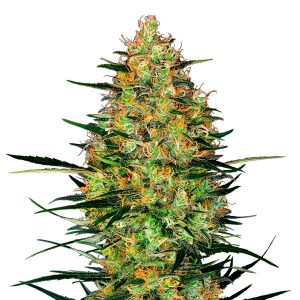 Auto Caramellow Kush fem. Sensi Seeds Research