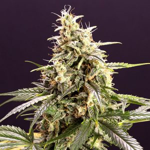 Auto Chem Bomb fem. Humboldt Seed Organization