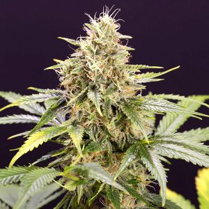 Auto Chocolate Mint Og fem. Humboldt Seed Organization