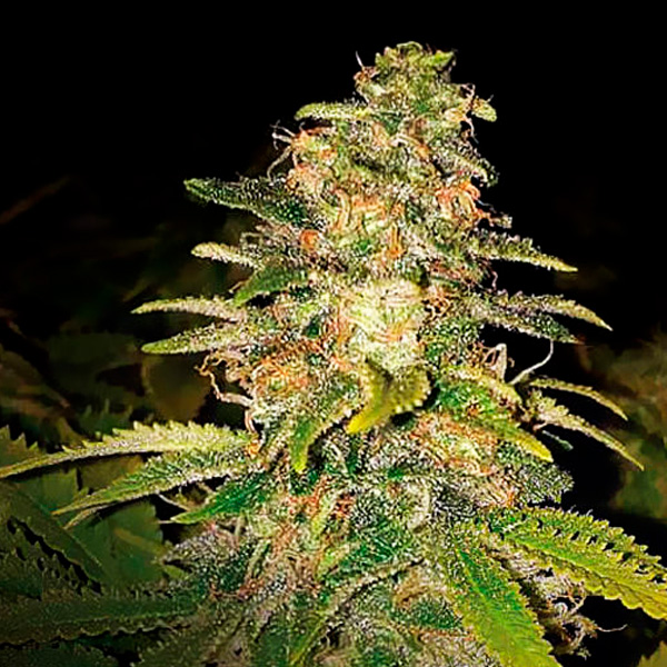 Auto-Critical-Blue-1-u-fem-Expert-Seeds.jpg Auto-Critical-Blue-1-u-fem-Expert-Seeds.jpg