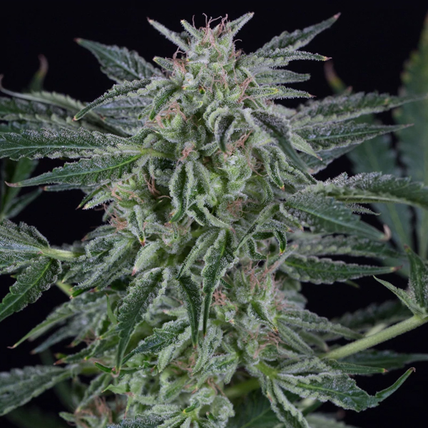 Auto-Critical-Jack-3-ud-Silent-Seeds.jpg Auto-Critical-Jack-3-ud-Silent-Seeds.jpg