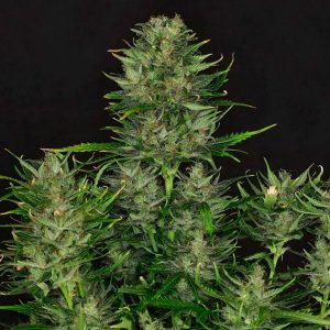 Auto Dosidos fem. Kannabia Seeds