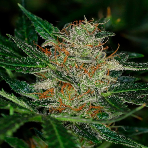 Auto-Dream-Sherbet-1-u-fem-Kannabia-Seeds.jpg Auto-Dream-Sherbet-1-u-fem-Kannabia-Seeds.jpg