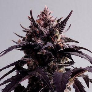 Auto Ginger Punch fem. Kannabia Seeds