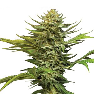 Auto Girl Scout Cookies fem. Nirvana