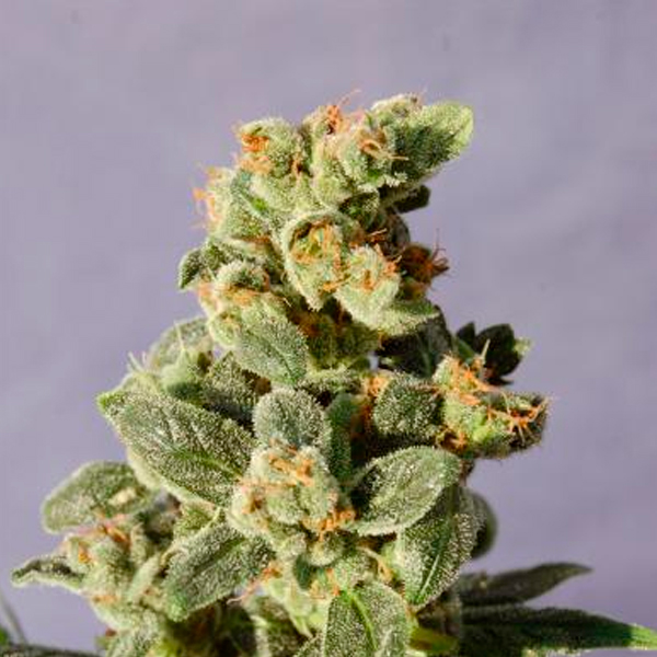 Auto-Gnomo-1-u-fem-Kannabia-Seeds.jpg Auto-Gnomo-1-u-fem-Kannabia-Seeds.jpg