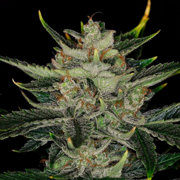 Auto-Gorilla-King-1-u-fem-Kannabia-Seeds.jpg Auto-Gorilla-King-1-u-fem-Kannabia-Seeds.jpg