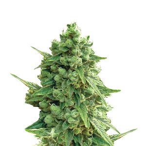 Auto Hawaii Maui Waui fem. Nirvana