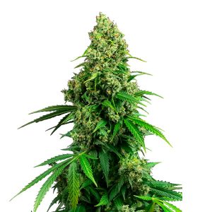 Auto Honey Melon Kush fem. Sensi Seeds Research