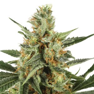 Auto Jock Horror fem. The Sativa Seedbank