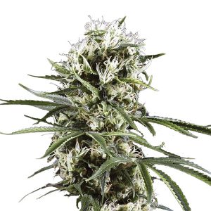 Auto Lemon OG Haze fem. Nirvana