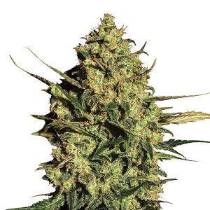 Auto Master Kush fem. Nirvana