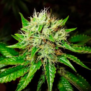 Auto OG Kush fem. Nirvana