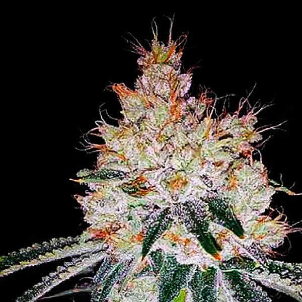 Auto-OGesus-1-u-fem-Expert-Seeds.jpg Auto-OGesus-1-u-fem-Expert-Seeds.jpg