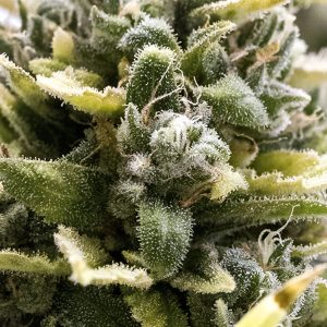 Auto Og Kush fem. Humboldt Seed Organization