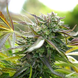 Auto Pineapple Chem fem. Organisation des semences de Humboldt