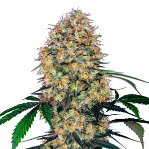 Auto Sensi Amnesia XXL fem. Sensi Seeds Research