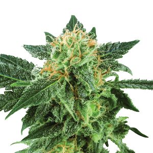 Auto Short Rider fem. Nirvana