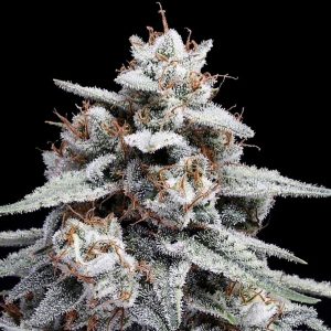 Auto Skywalker Kush fem. Diesel