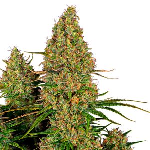 Auto Sticky Orange XXl fem. Sensi Seed Research