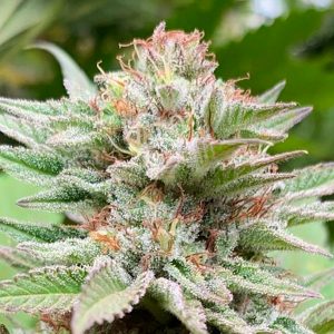 Auto Strawberry Haze fem. Kannabia Seeds