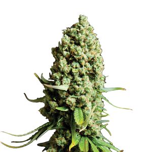 Auto Super Skunk fem. Nirvana